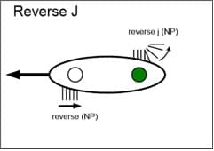 Reverse J Graphic